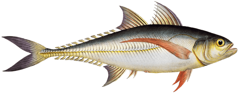 Rottler's Mackrel (Scomber Rottleri) from Ichtylogie, ou Histoire naturelle: génerale et particuliére des poissons (1785–1797) by Marcus Elieser Bloch.