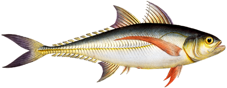 Rottler's Mackrel (Scomber Rottleri) from Ichtylogie, ou Histoire naturelle: génerale et particuliére des poissons (1785–1797) by Marcus Elieser Bloch.