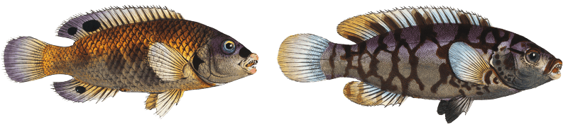 1. Wainscotted Wrasse (Labrus tesselatus) 2. Five maculated Wrasse (Labrus quinquemaculatus) from Ichtylogie, ou Histoire naturelle: génerale et particuliére des poissons (1785–1797) by Marcus Elieser Bloch.