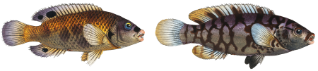 1. Wainscotted Wrasse (Labrus tesselatus) 2. Five maculated Wrasse (Labrus quinquemaculatus) from Ichtylogie, ou Histoire naturelle: génerale et particuliére des poissons (1785–1797) by Marcus Elieser Bloch.