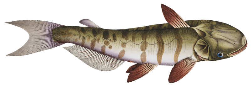 Unbarbed Silure (Siluris inermis) from Ichtylogie, ou Histoire naturelle: génerale et particuliére des poissons (1785–1797) by Marcus Elieser Bloch.