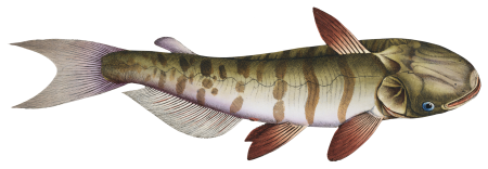 Unbarbed Silure (Siluris inermis) from Ichtylogie, ou Histoire naturelle: génerale et particuliére des poissons (1785–1797) by Marcus Elieser Bloch.