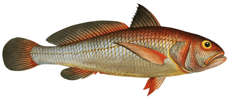 Aney (Johnius Aneus) from Ichtylogie, ou Histoire naturelle: génerale et particuliére des poissons (1785–1797) by Marcus Elieser Bloch.