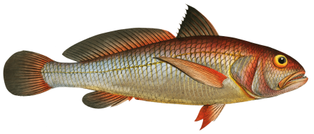 Aney (Johnius Aneus) from Ichtylogie, ou Histoire naturelle: génerale et particuliére des poissons (1785–1797) by Marcus Elieser Bloch.