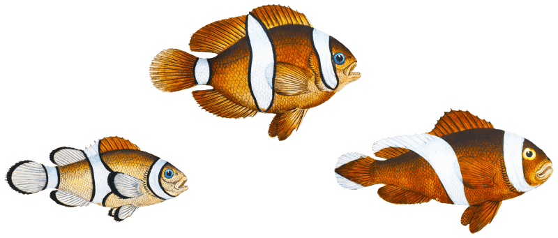 1. Tontelton (Anthias polymna) 2. Jordaine (Anthias bifasciatus) from Ichtylogie, ou Histoire naturelle: génerale et particuliére des poissons (1785–1797) by Marcus Elieser Bloch.
