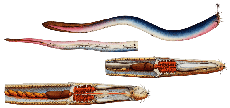 Blind-Fish (Gastrobranchus coecus) from Ichtylogie, ou Histoire naturelle: génerale et particuliére des poissons (1785–1797) by Marcus Elieser Bloch.