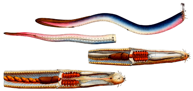 1. Chain-Fish (Gymnothorax catenatus) 2. Silver-Lamprey (Petromyzon ...