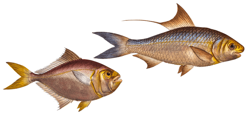 1. Nose-Herring (Clupea Nasus) 2. Little Mackrel (Scomber minutus) from Ichtylogie, ou Histoire naturelle: génerale et particuliére des poissons (1785–1797) by Marcus Elieser Bloch.