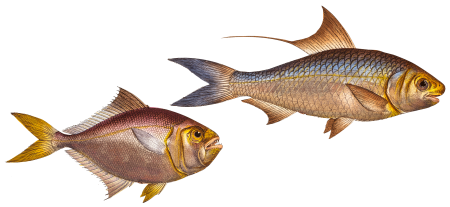 1. Nose-Herring (Clupea Nasus) 2. Little Mackrel (Scomber minutus) from Ichtylogie, ou Histoire naturelle: génerale et particuliére des poissons (1785–1797) by Marcus Elieser Bloch.