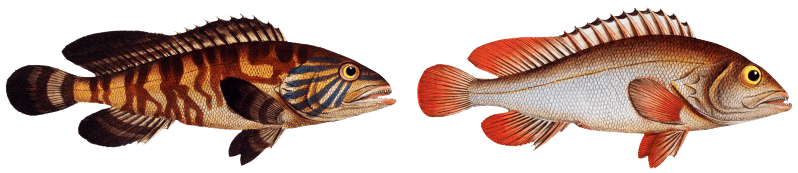 1. Bordered Wall-eye (Epinephelus marginalis) 2. Brown Wall-eye (Epinephelus bruneus) from Ichtylogie, ou Histoire naturelle: génerale et particuliére des poissons (1785–1797) by Marcus Elieser Bloch.