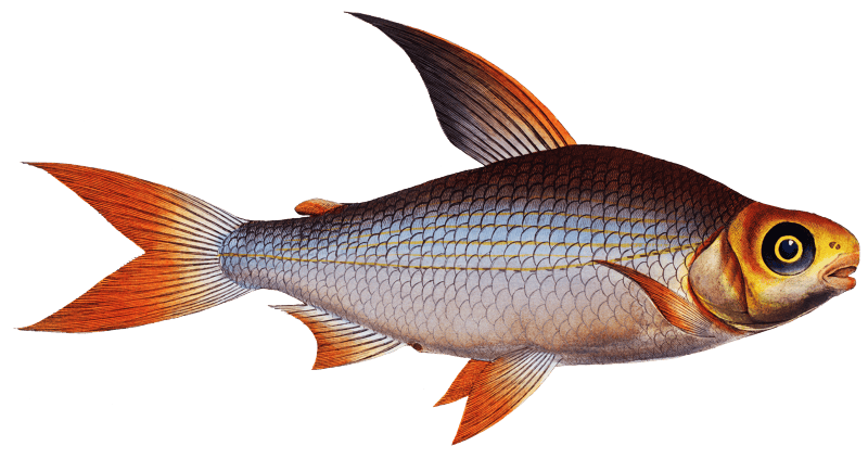Toothless Salmon (Salmo edentulus) from Ichtylogie, ou Histoire naturelle: génerale et particuliére des poissons (1785–1797) by Marcus Elieser Bloch.