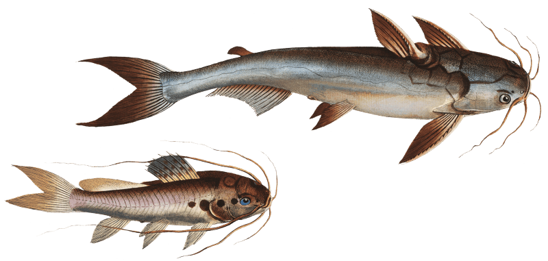 1. Knotty Silure (Silurus Nodosus) 2. Four spotted Silure (Silurus Quadrimaculatus) from Ichtylogie, ou Histoire naturelle: génerale et particuliére des poissons (1785–1797) by Marcus Elieser Bloch.