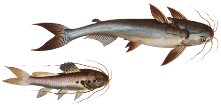 1. Knotty Silure (Silurus Nodosus) 2. Four spotted Silure (Silurus Quadrimaculatus) from Ichtylogie, ou Histoire naturelle: génerale et particuliére des poissons (1785–1797) by Marcus Elieser Bloch.