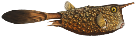 Horn-fish (Ostracion Cornutus) from Ichtylogie, ou Histoire naturelle: génerale et particuliére des poissons (1785–1797) by Marcus Elieser Bloch.