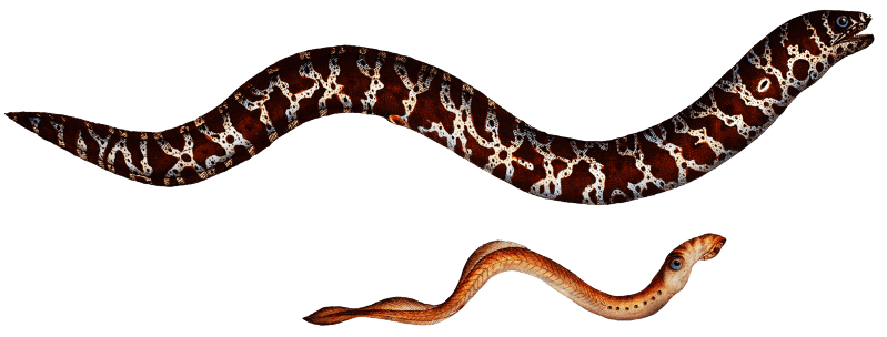 1. Chain-Fish (Gymnothorax catenatus) 2. Silver-Lamprey (Petromyzon agrenteus) from Ichtylogie, ou Histoire naturelle: génerale et particuliére des poissons (1785–1797) by Marcus Elieser Bloch.