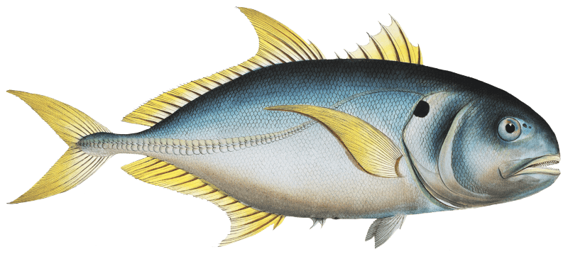 Carangoe (Scomber Carangus) from Ichtylogie, ou Histoire naturelle: génerale et particuliére des poissons (1785–1797) by Marcus Elieser Bloch.