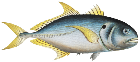 Carangoe (Scomber Carangus) from Ichtylogie, ou Histoire naturelle: génerale et particuliére des poissons (1785–1797) by Marcus Elieser Bloch.