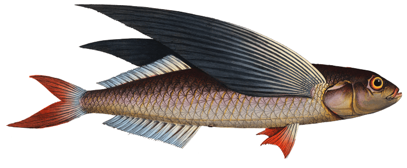 Flying-Fish (Exocoetus evolans) from Ichtylogie, ou Histoire naturelle: génerale et particuliére des poissons (1785–1797) by Marcus Elieser Bloch.