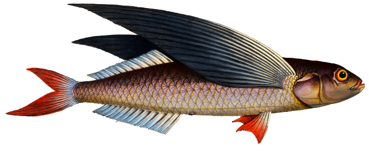 Flying-Fish (Exocoetus evolans) from Ichtylogie, ou Histoire naturelle: génerale et particuliére des poissons (1785–1797) by Marcus Elieser Bloch.