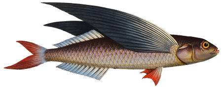 Flying-Fish (Exocoetus evolans) from Ichtylogie, ou Histoire naturelle: génerale et particuliére des poissons (1785–1797) by Marcus Elieser Bloch.
