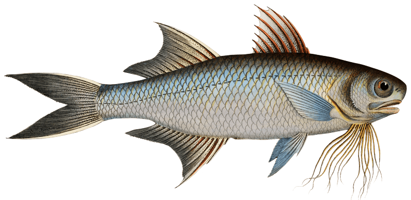 Fish of Paradise (Polynemus paradiseus) from Ichtylogie, ou Histoire naturelle: génerale et particuliére des poissons (1785–1797) by Marcus Elieser Bloch.