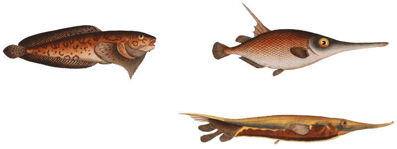 1. Snipe-Fish (Centriscus Scolopax) 2. Knife Fish (Centriscus Scutatus) 3. 4. Unctuous Sucker (Cyclopterus Liparis) from Ichtylogie, ou Histoire naturelle: génerale et particuliére des poissons (1785–1797) by Marcus Elieser Bloch.