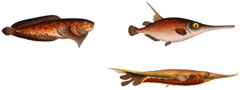 1. Snipe-Fish (Centriscus Scolopax) 2. Knife Fish (Centriscus Scutatus) 3. 4. Unctuous Sucker (Cyclopterus Liparis) from Ichtylogie, ou Histoire naturelle: génerale et particuliére des poissons (1785–1797) by Marcus Elieser Bloch.