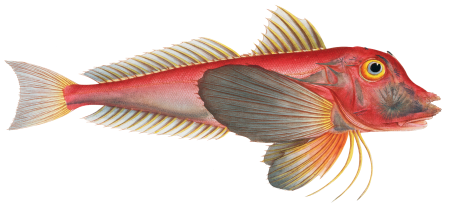 Piper (Trigla Lyra) from Ichtylogie, ou Histoire naturelle: génerale et particuliére des poissons (1785–1797) by Marcus Elieser Bloch.