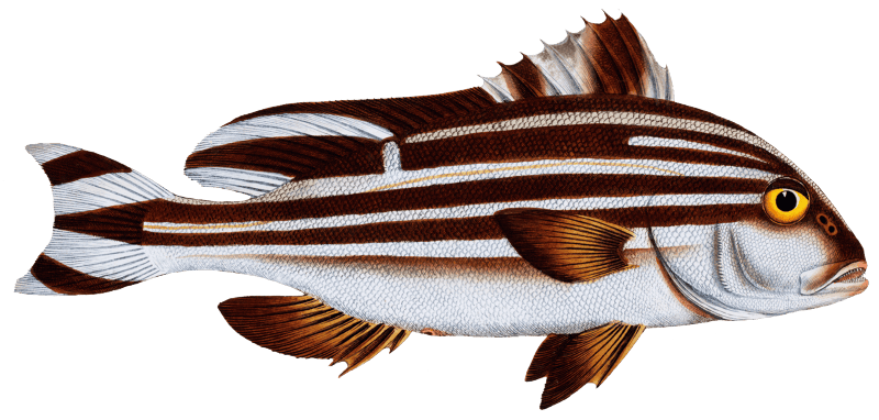 Warna (Anthias Diagramma) from Ichtylogie, ou Histoire naturelle: génerale et particuliére des poissons (1785–1797) by Marcus Elieser Bloch.