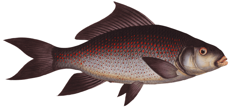 Fringed Carp (Cymbrinus fimbriatus) from Ichtylogie, ou Histoire naturelle: génerale et particuliére des poissons (1785–1797) by Marcus Elieser Bloch.