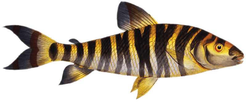 Streaked Salmon (Salmo fasciatus) from Ichtylogie, ou Histoire naturelle: génerale et particuliére des poissons (1785–1797) by Marcus Elieser Bloch.