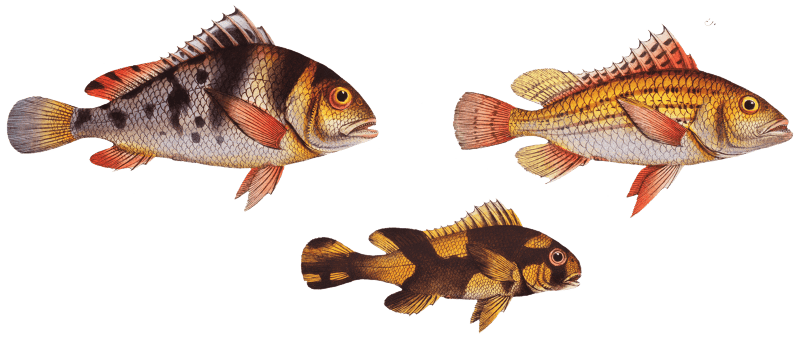 1. Lineated Grunt (Anthias lineatus) 2. Mongrel (Anthias orientalis) 3. Maculated Grunt (Anthias maculatus) from Ichtylogie, ou Histoire naturelle: génerale et particuliére des poissons (1785–1797) by Marcus Elieser Bloch.