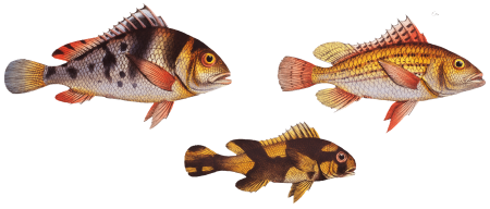 1. Lineated Grunt (Anthias lineatus) 2. Mongrel (Anthias orientalis) 3. Maculated Grunt (Anthias maculatus) from Ichtylogie, ou Histoire naturelle: génerale et particuliére des poissons (1785–1797) by Marcus Elieser Bloch.
