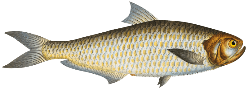 Herring of Malabar (Clupea malabarica) from Ichtylogie, ou Histoire naturelle: génerale et particuliére des poissons (1785–1797) by Marcus Elieser Bloch.