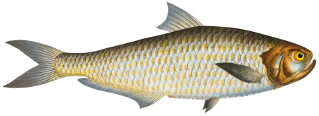 Herring of Malabar (Clupea malabarica) from Ichtylogie, ou Histoire naturelle: génerale et particuliére des poissons (1785–1797) by Marcus Elieser Bloch.