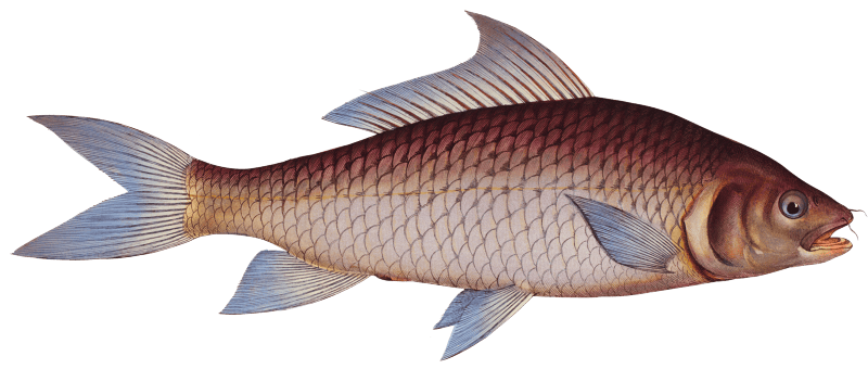 Cirrhated Carp (Cyprinus cirrhosus) from Ichtylogie, ou Histoire naturelle: génerale et particuliére des poissons (1785–1797) by Marcus Elieser Bloch.