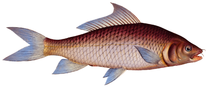 Cirrhated Carp (Cyprinus cirrhosus) from Ichtylogie, ou Histoire naturelle: génerale et particuliére des poissons (1785–1797) by Marcus Elieser Bloch.