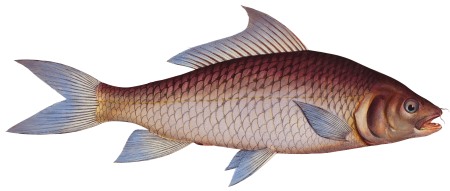 Cirrhated Carp (Cyprinus cirrhosus) from Ichtylogie, ou Histoire naturelle: génerale et particuliére des poissons (1785–1797) by Marcus Elieser Bloch.
