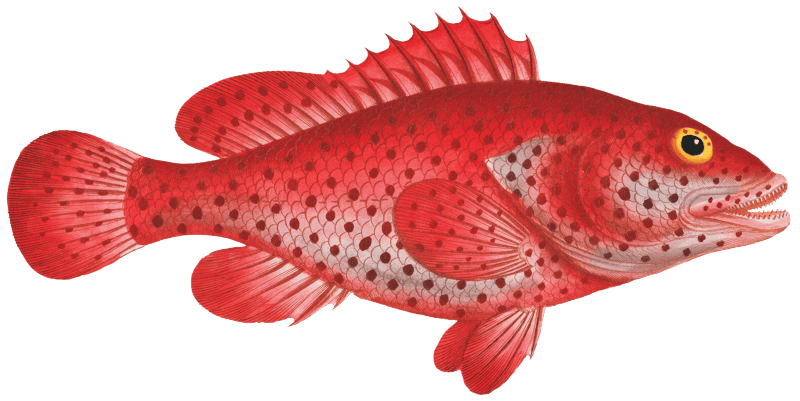 Hind (Perca Guttata) from Ichtylogie, ou Histoire naturelle: génerale et particuliére des poissons (1785–1797) by Marcus Elieser Bloch.