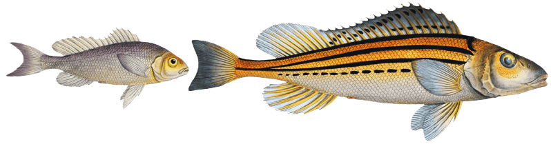 1. Schratser (Gymnocephalus Schratser) 2. Siver-Bald (Gymnocephalus argenteus) from Ichtylogie, ou Histoire naturelle: génerale et particuliére des poissons (1785–1797) by Marcus Elieser Bloch.