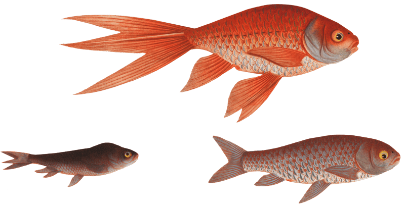 Gold-Fish (Cyprinus Auratus) from Ichtylogie, ou Histoire naturelle: génerale et particuliére des poissons (1785–1797) by Marcus Elieser Bloch.
