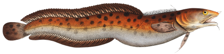 Sea Loche (Gadus tricirratus) from Ichtylogie, ou Histoire naturelle: génerale et particuliére des poissons (1785–1797) by Marcus Elieser Bloch.