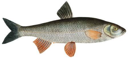 Dobula (Cyprinus Dobula) from Ichtylogie, ou Histoire naturelle: génerale et particuliére des poissons ((1785–1797) by Marcus Elieser Bloch.
