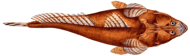 Shovel (Platycephalus Spathula) from Ichtylogie, ou Histoire naturelle: génerale et particuliére des poissons (1785–1797) by Marcus Elieser Bloch.