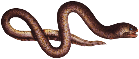 Marble Synbrant (Synbranchus marmoratus) from Ichtylogie, ou Histoire naturelle: génerale et particuliére des poissons (1785–1797) by Marcus Elieser Bloch.