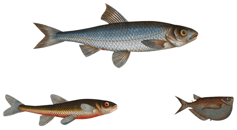 1. Dace (Cyprinus Leuciscus) 2. Spirling (Cyprinus Aphya) 3. Hatchet-Belly (Gasteropelecus) from Ichtylogie, ou Histoire naturelle: génerale et particuliére des poissons (1785–1797) by Marcus Elieser Bloch.