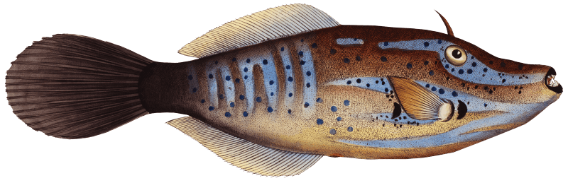 Smooth old Wife (Balistes laevis) from Ichtylogie, ou Histoire naturelle: génerale et particuliére des poissons (1785–1797) by Marcus Elieser Bloch.