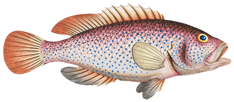 Negro-fish (Perca punctata) from Ichtylogie, ou Histoire naturelle: génerale et particuliére des poissons (1785–1797) by Marcus Elieser Bloch.