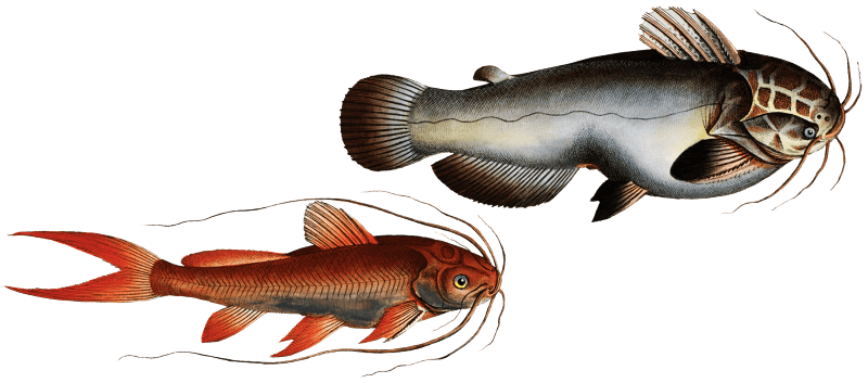 1. Helmed Silure (Silurus galeatus) 2. Red-finned Silure (Silurus erythropterus) from Ichtylogie, ou Histoire naturelle: génerale et particuliére des poissons (1785–1797) by Marcus Elieser Bloch.