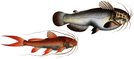 1. Helmed Silure (Silurus galeatus) 2. Red-finned Silure (Silurus erythropterus) from Ichtylogie, ou Histoire naturelle: génerale et particuliére des poissons (1785–1797) by Marcus Elieser Bloch.